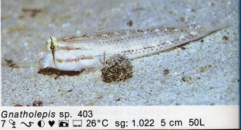 Gnatholepis sp